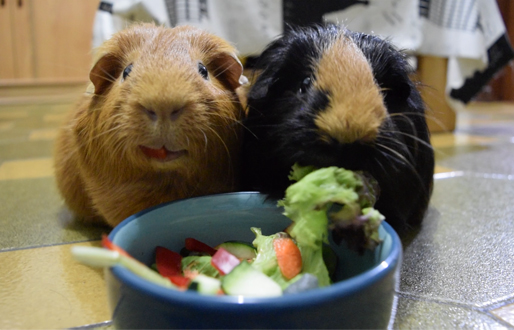 Trisqui y Brownie comiendo verduras